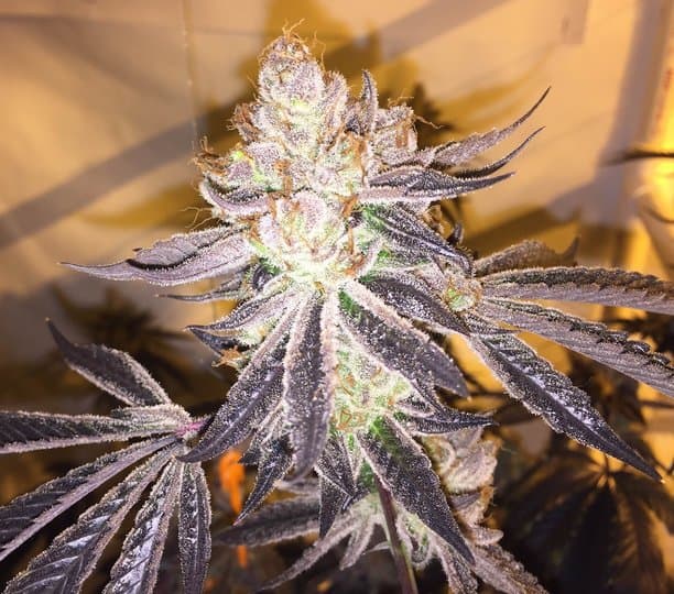 Cookies & Cream – Blütephase